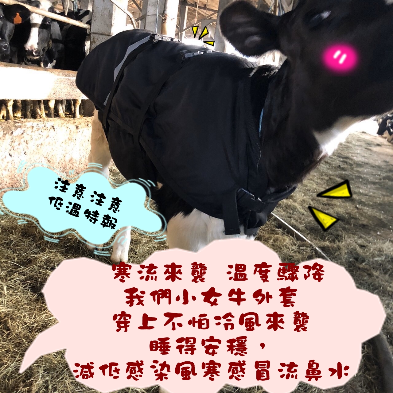[牛狀元推薦] 小牛犢牛保暖禦寒衣 防寒保暖 冬天牧場小牛必備