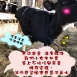 [牛狀元推薦] 小牛犢牛保暖禦寒衣 防寒保暖 冬天牧場小牛必備