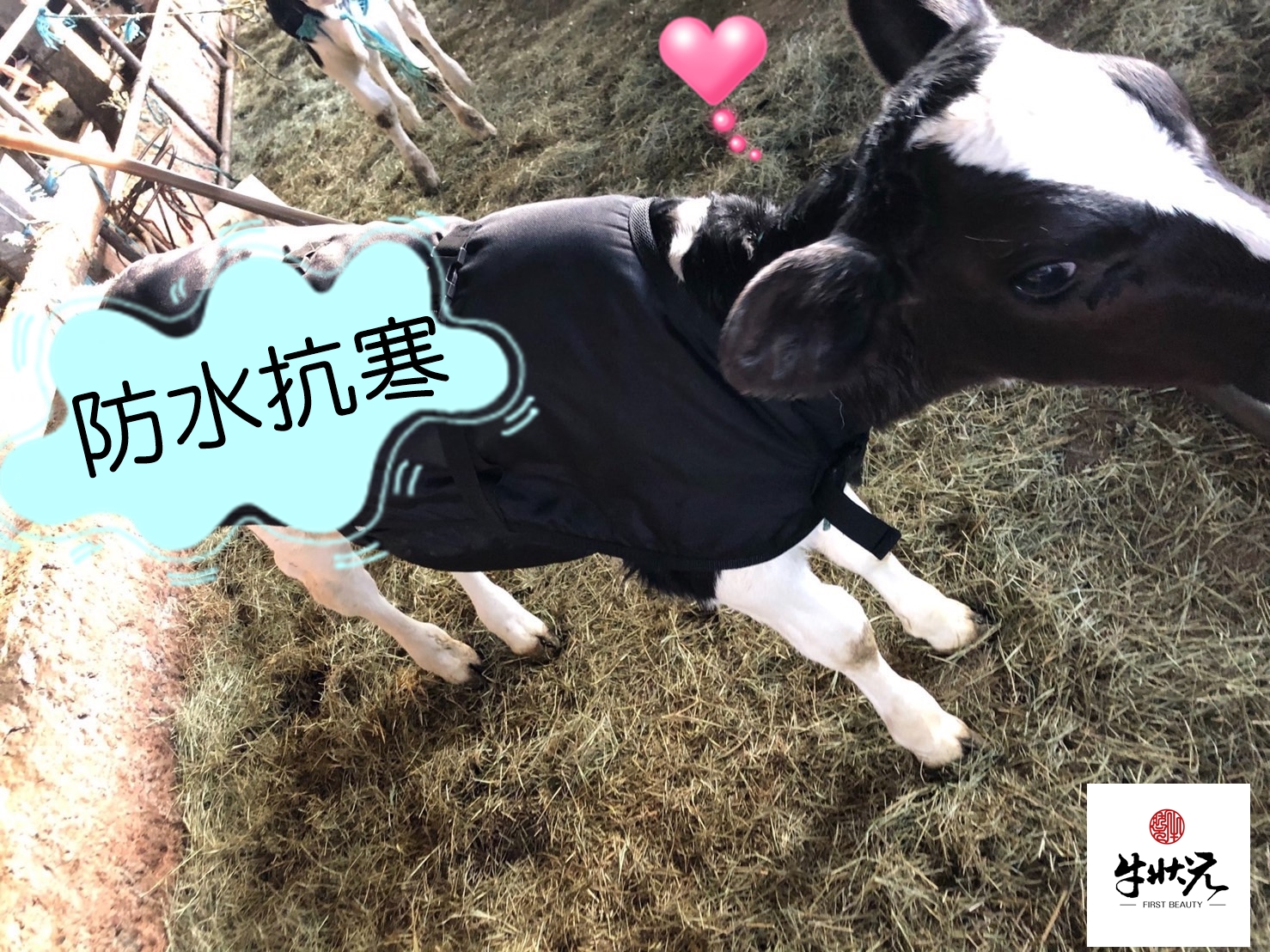 [牛狀元推薦] 小牛犢牛保暖禦寒衣 防寒保暖 冬天牧場小牛必備