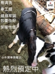 [牛狀元推薦] 小牛犢牛保暖禦寒衣 防寒保暖 冬天牧場小牛必備