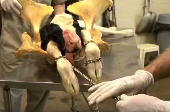 不鏽鋼鍊助產器