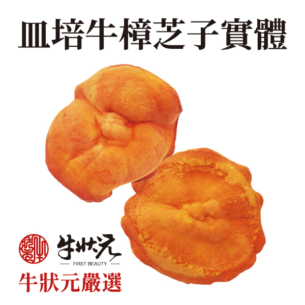 皿培牛樟芝子實體